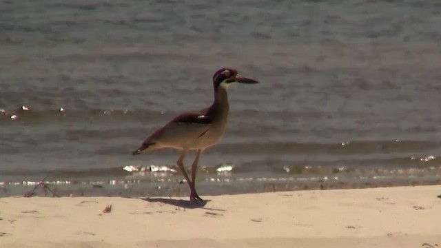 Beach Thick-knee - ML200894831