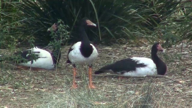 Magpie Goose - ML200894851