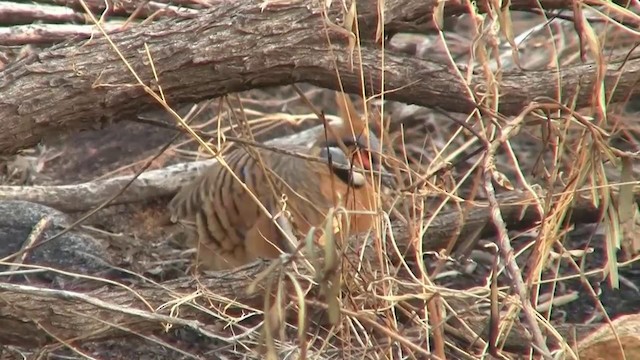 Spinifex Pigeon (White-bellied) - ML200894881