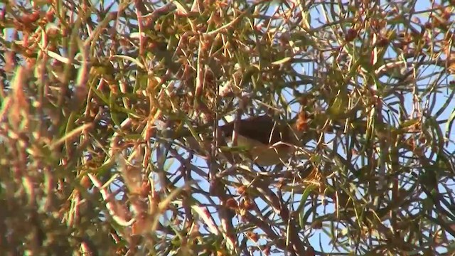 ub. fugl (Aves sp.) - ML200894901