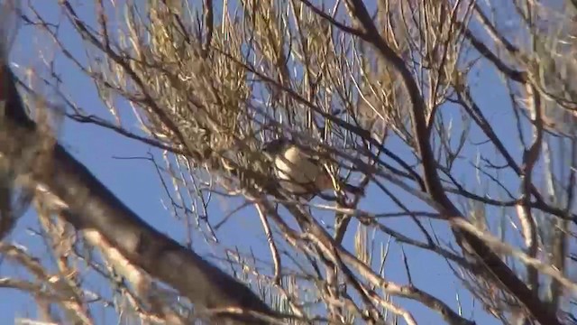 Slaty-backed Thornbill - ML200894911