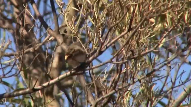 Slaty-backed Thornbill - ML200894921