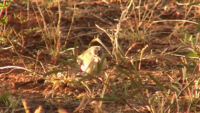 Yellow-rumped Thornbill - ML200894941