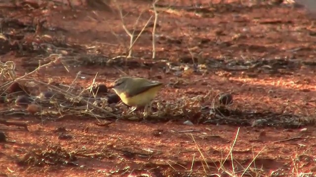 Yellow-rumped Thornbill - ML200894951