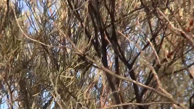 Slaty-backed Thornbill - ML200895001