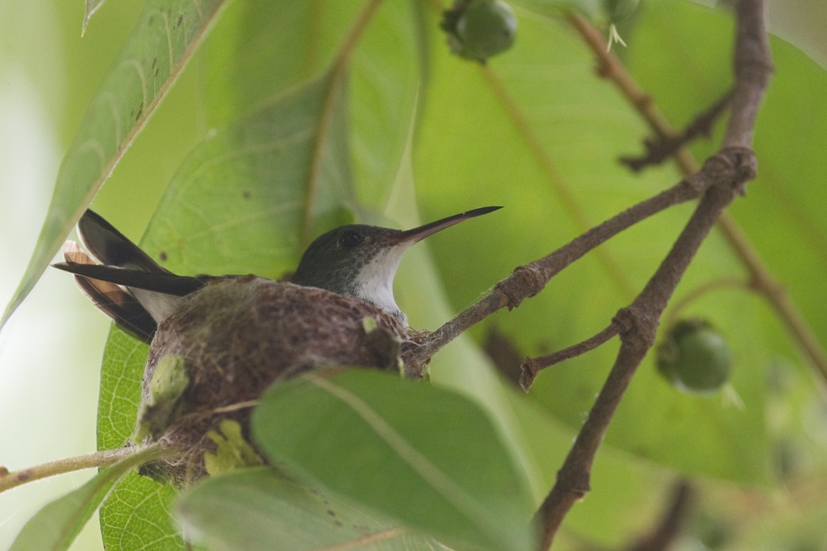 White-bellied Emerald - ML20089501