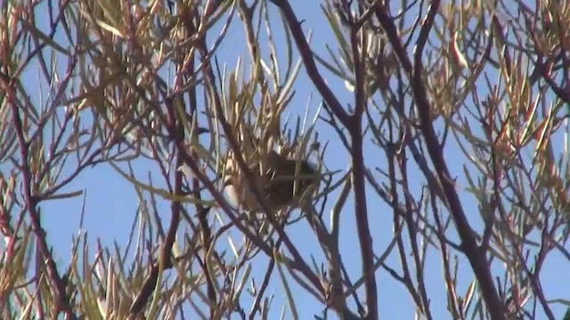 Slaty-backed Thornbill - ML200895061