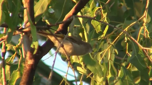 Rufous-throated Honeyeater - ML200895071