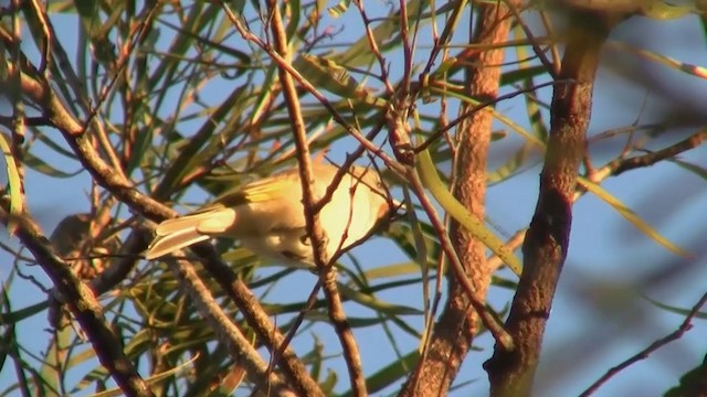 Rufous-throated Honeyeater - ML200895081