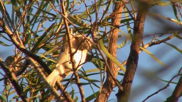 Rufous-throated Honeyeater - ML200895091