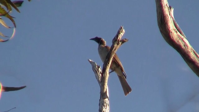 Silver-crowned Friarbird - ML200895101