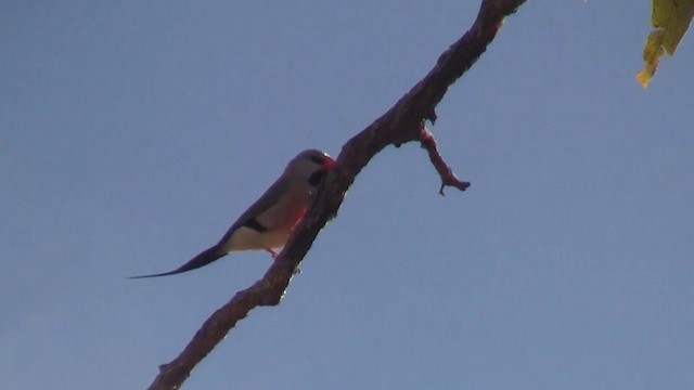 Long-tailed Finch - ML200895141