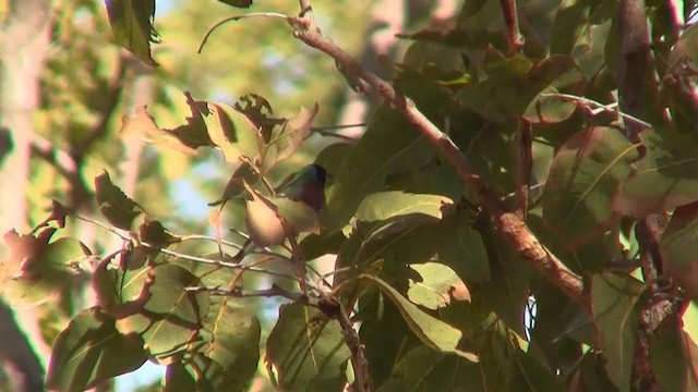 Gouldian Finch - ML200895151