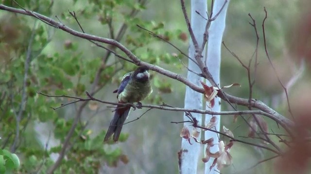 Perico Gracioso - ML200895181