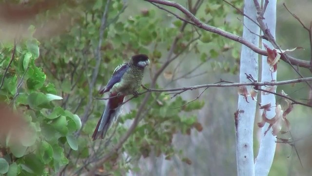 Northern Rosella - ML200895191