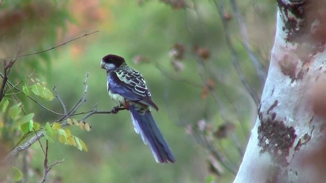 Northern Rosella - ML200895201