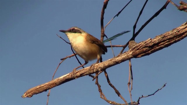 Purple-crowned Fairywren - ML200895211