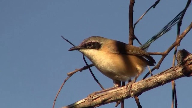 Purple-crowned Fairywren - ML200895221