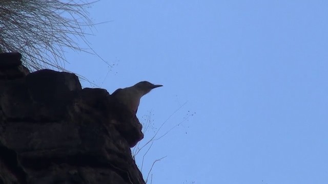 Sandstone Shrikethrush - ML200895231