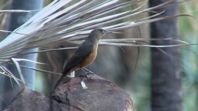 Sandstone Shrikethrush - ML200895251