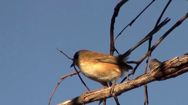 Purple-crowned Fairywren - ML200895271