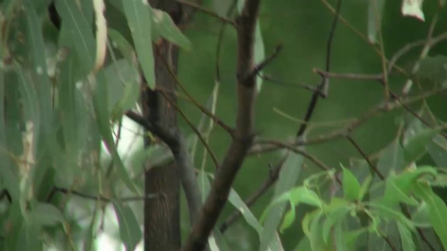 White-gaped Honeyeater - ML200895281