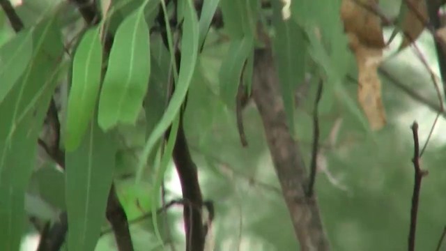 White-gaped Honeyeater - ML200895291