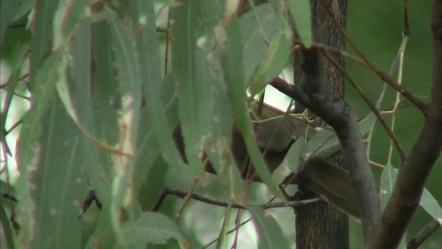 White-gaped Honeyeater - ML200895301