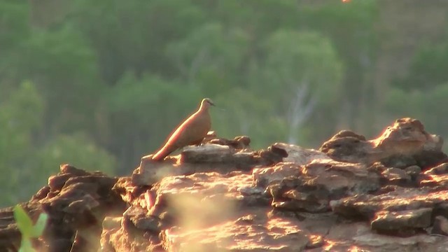 White-quilled Rock-Pigeon - ML200895311