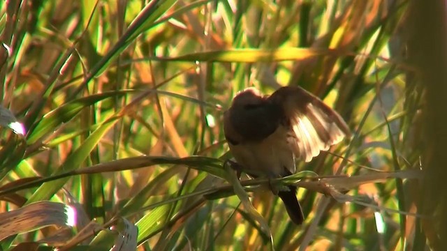 Chestnut-breasted Munia - ML200895341