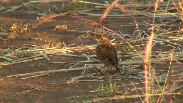 Singing Bushlark (Australasian) - ML200895351