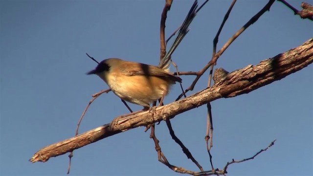 Purple-crowned Fairywren - ML200895371