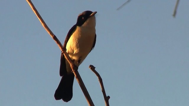 Paperbark Flycatcher - ML200895401