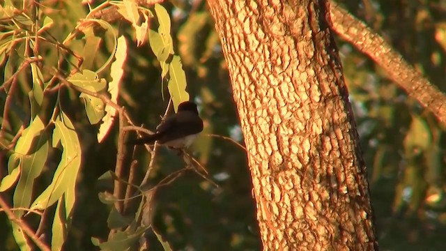 Paperbark Flycatcher - ML200895421