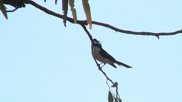 Paperbark Flycatcher - ML200895451