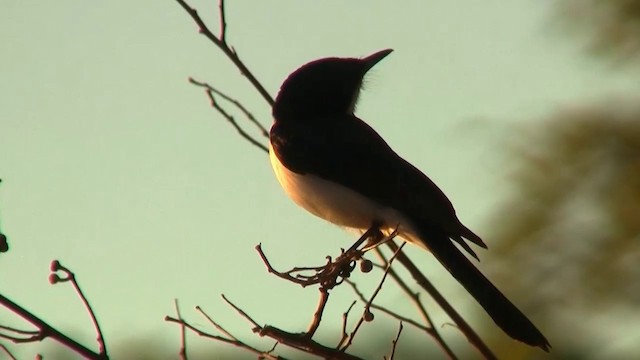 Paperbark Flycatcher - ML200895461