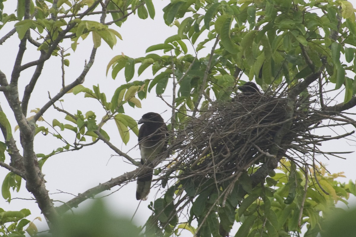 Brown Jay - ML20089561