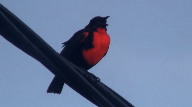 Red-breasted Meadowlark - ML200895621