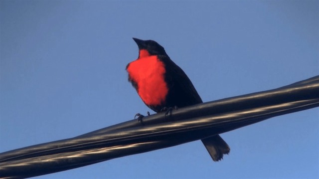 Red-breasted Meadowlark - ML200895631