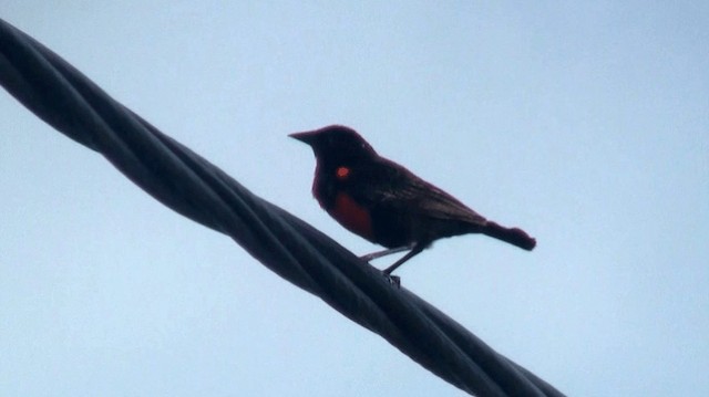 Red-breasted Meadowlark - ML200895641