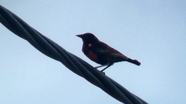 ムネアカマキバドリ - ML200895641