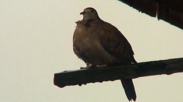 Ruddy Ground Dove - ML200895671