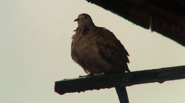 Ruddy Ground Dove - ML200895681