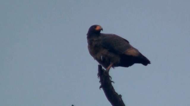 Rufous Crab Hawk - ML200895711