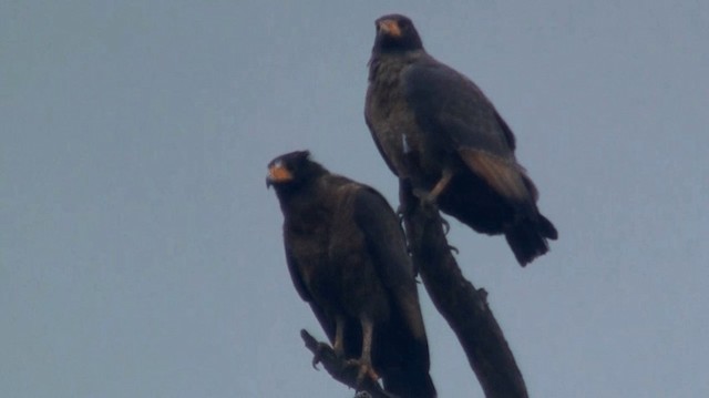 Rufous Crab Hawk - ML200895721