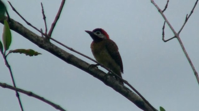 Spot-breasted Woodpecker - ML200895821