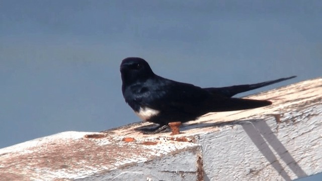 White-banded Swallow - ML200895901