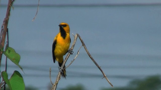 Yellow Oriole - ML200895941