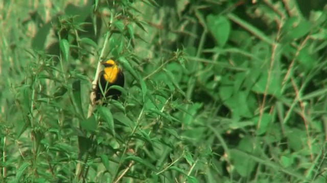 Yellow-hooded Blackbird - ML200895971