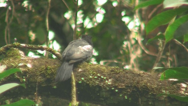 Black Nunbird - ML200896001